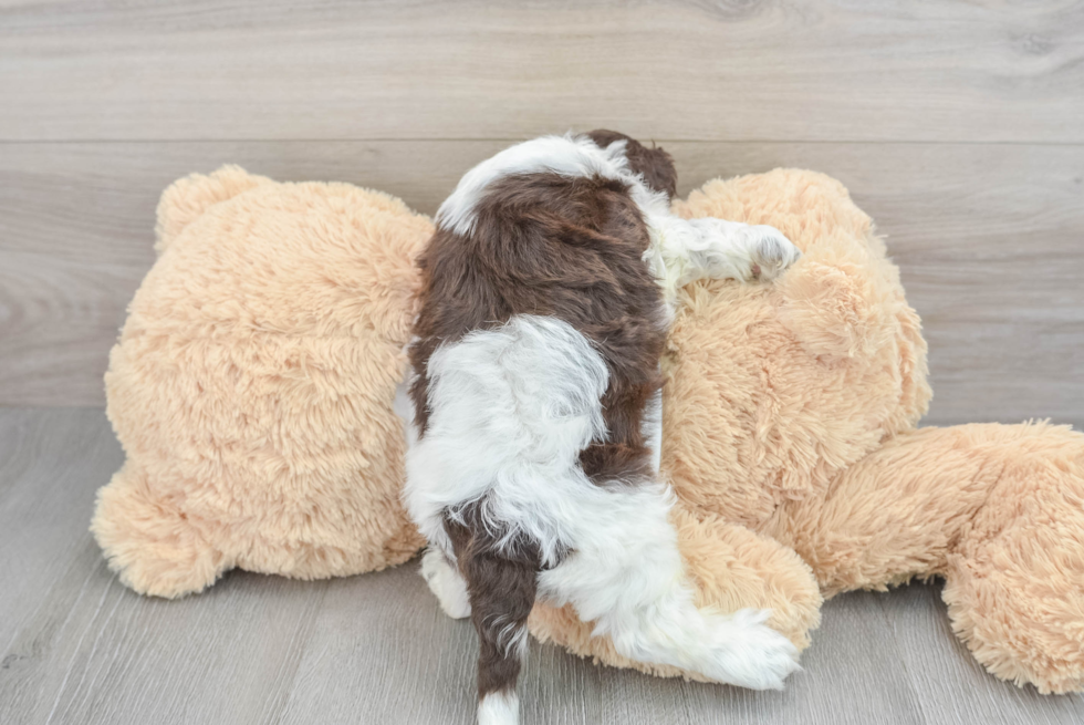 Cockapoo Pup Being Cute