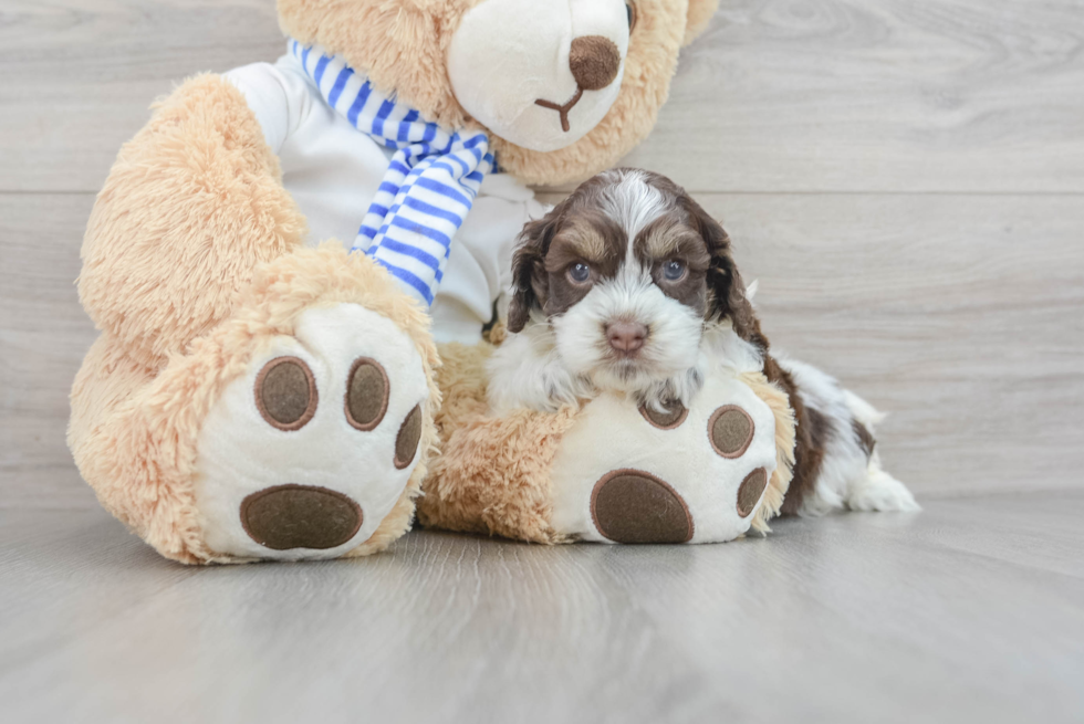 Small Cockapoo Baby