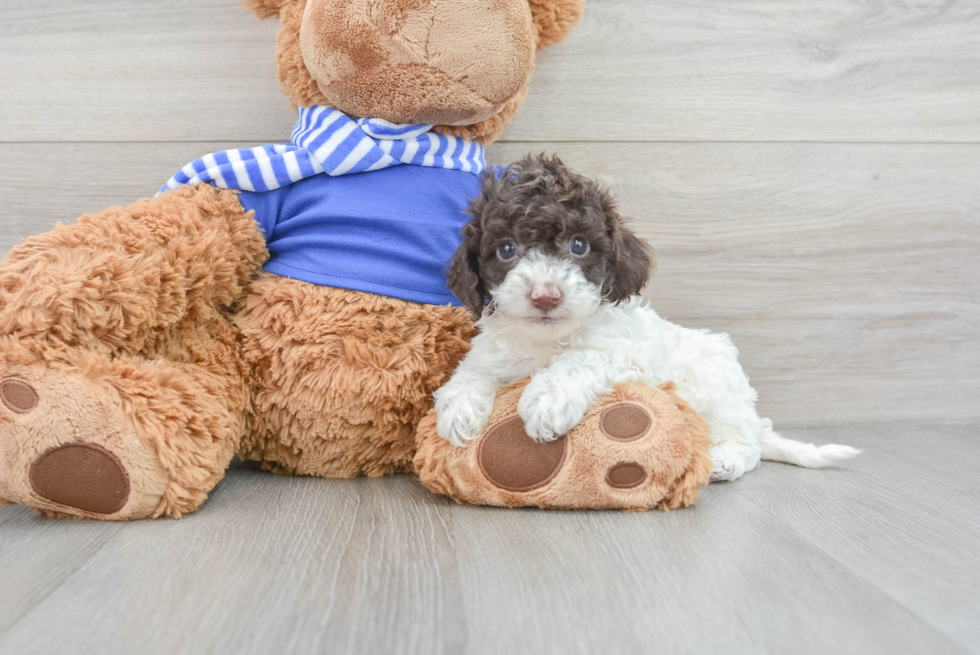 Adorable Cockerpoo Poodle Mix Puppy