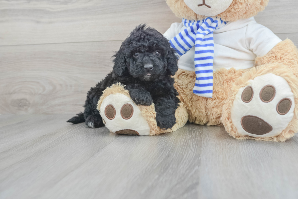 Energetic Cockerpoo Poodle Mix Puppy