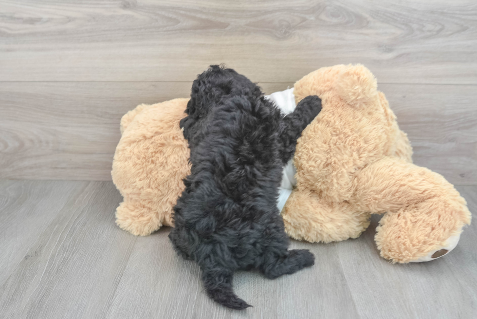 Cockapoo Pup Being Cute