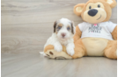 Best Cockapoo Baby