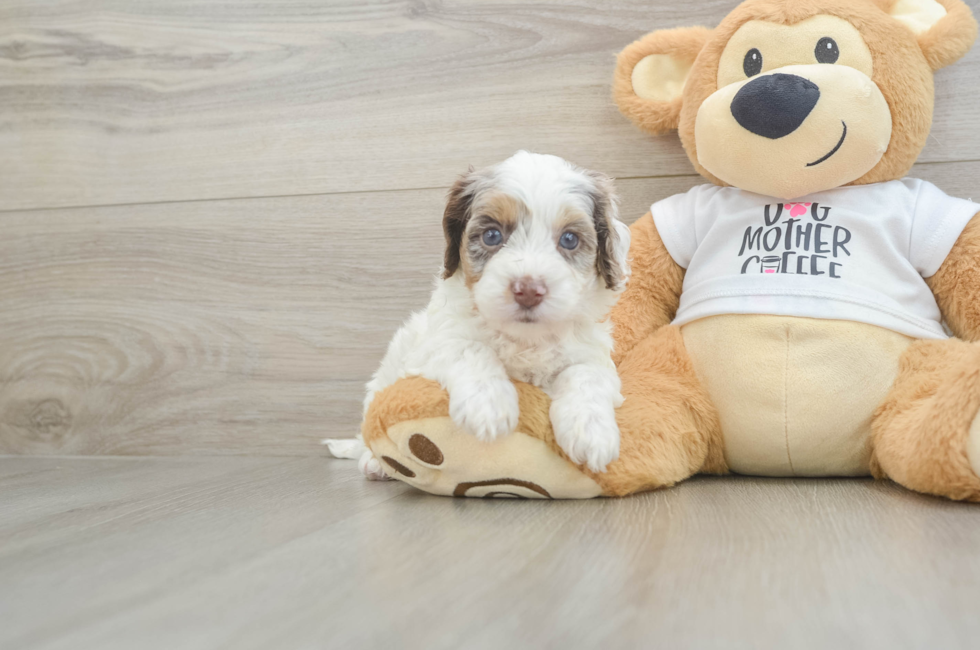 5 week old Cockapoo Puppy For Sale - Premier Pups