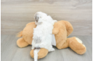 Fluffy Cockapoo Poodle Mix Pup