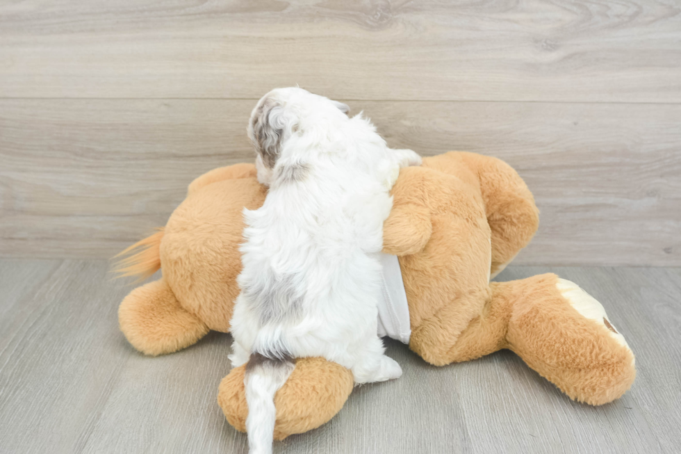 Fluffy Cockapoo Poodle Mix Pup