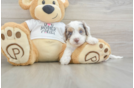 Little Cocker Doodle Poodle Mix Puppy