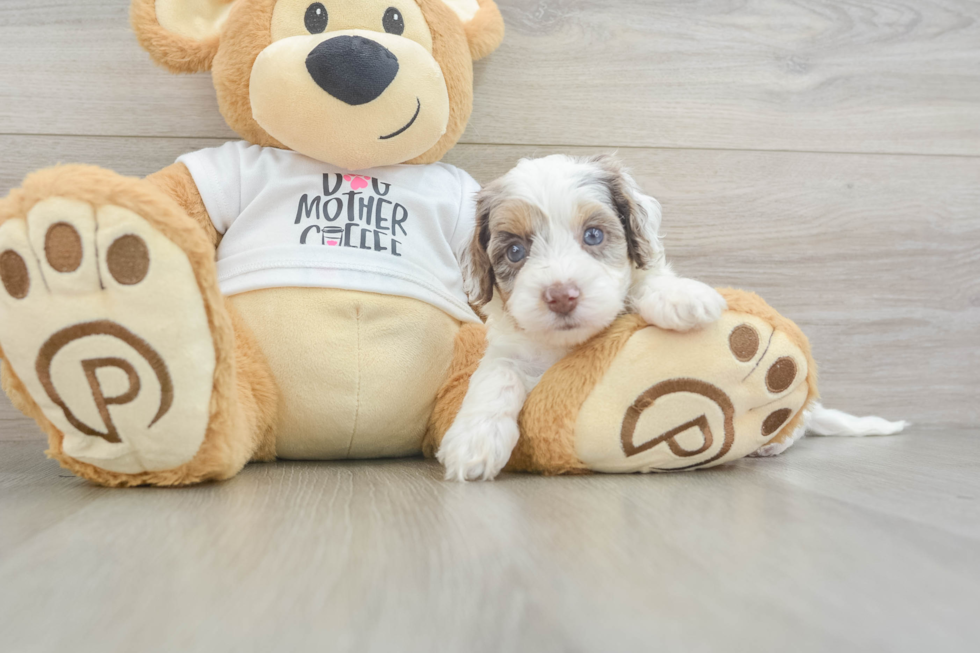 Little Cocker Doodle Poodle Mix Puppy