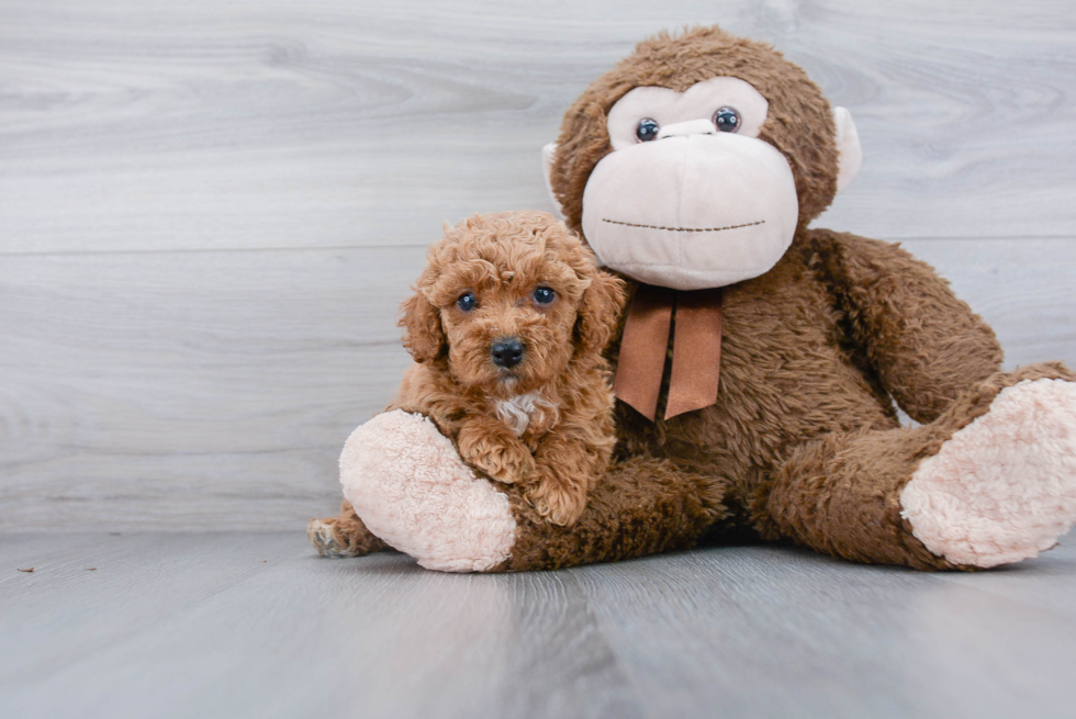 Energetic Cockerpoo Poodle Mix Puppy