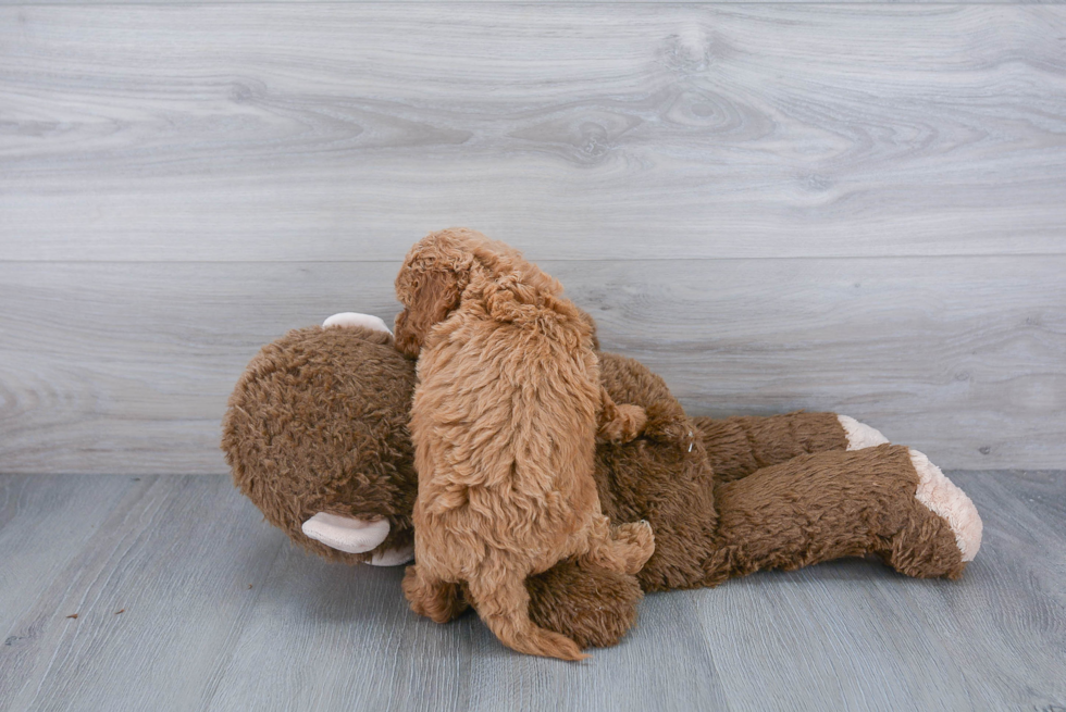 Small Cockapoo Baby