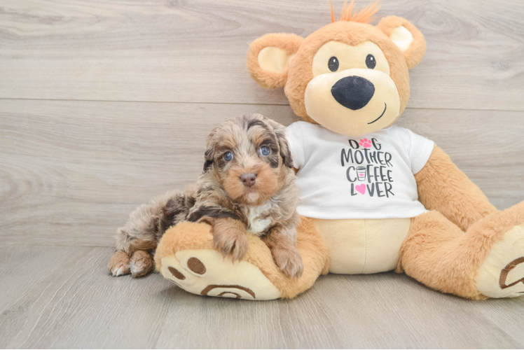 Fluffy Cockapoo Poodle Mix Pup
