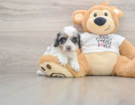 8 week old Cockapoo Puppy For Sale - Premier Pups