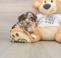 5 week old Cockapoo Puppy For Sale - Premier Pups