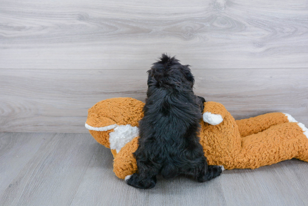 Cockapoo Pup Being Cute