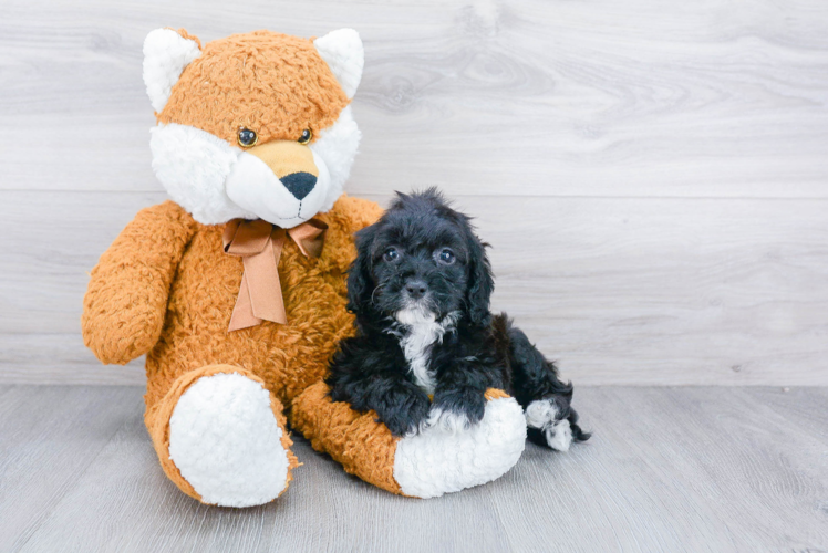 Fluffy Cockapoo Poodle Mix Pup