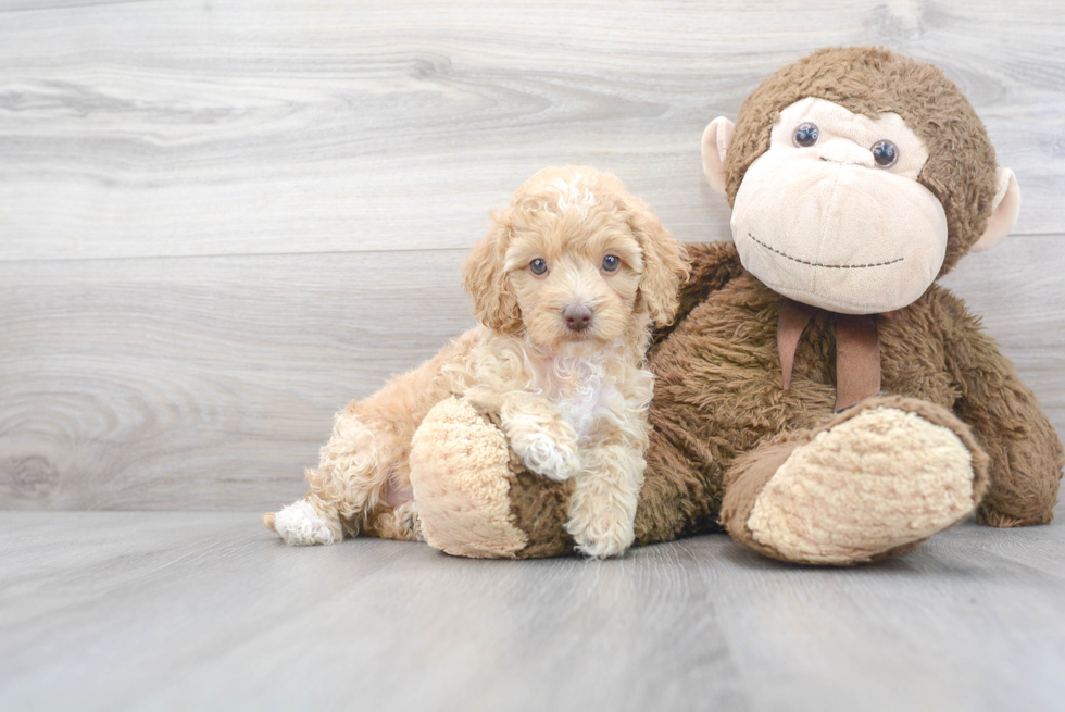 Cute Cockerpoo Poodle Mix Puppy