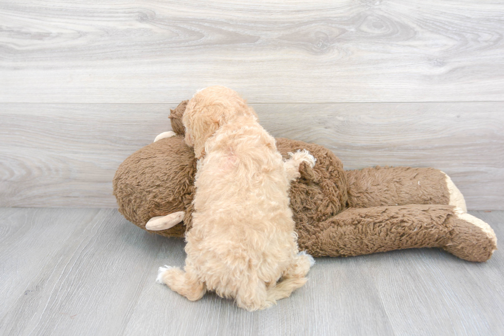 Cockapoo Pup Being Cute