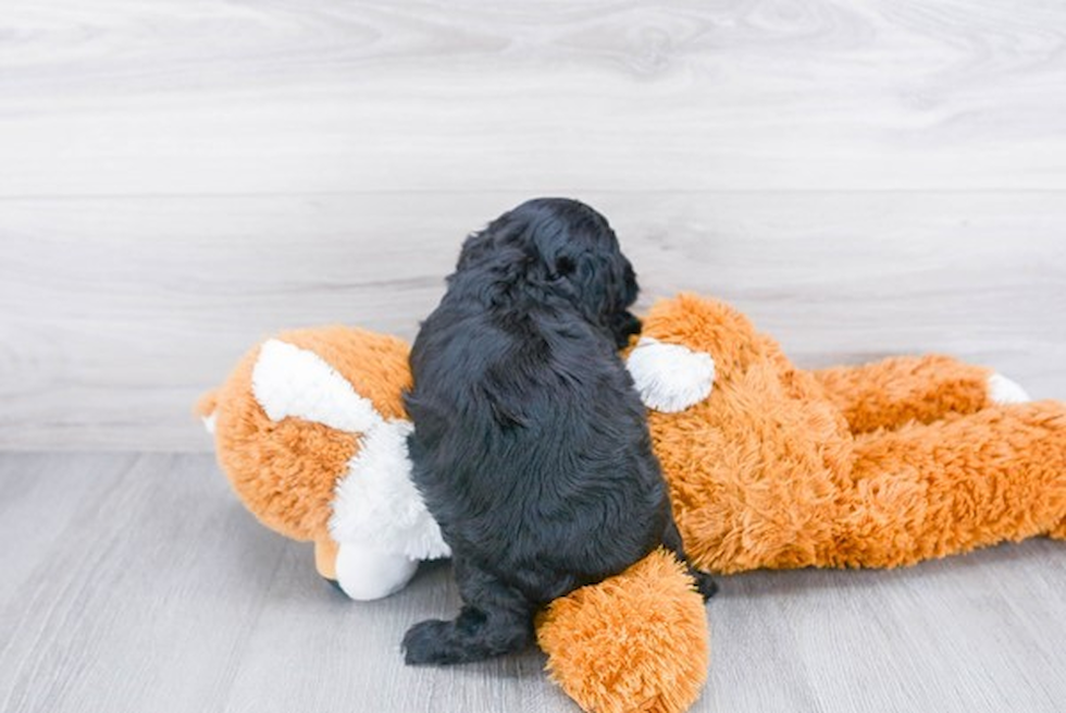 Funny Cockapoo Poodle Mix Pup