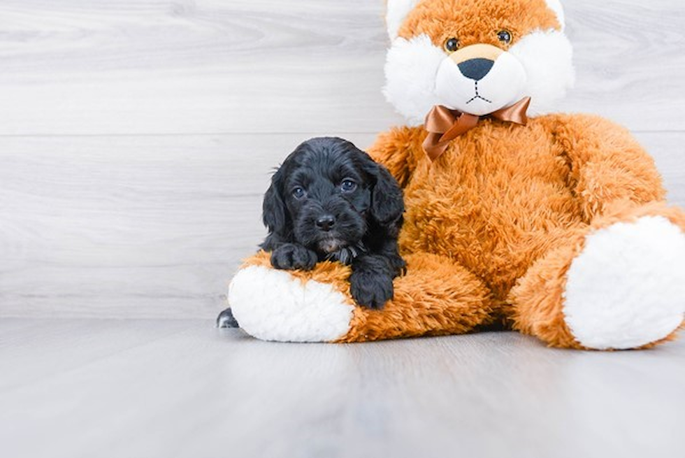 Playful Cockerpoo Poodle Mix Puppy