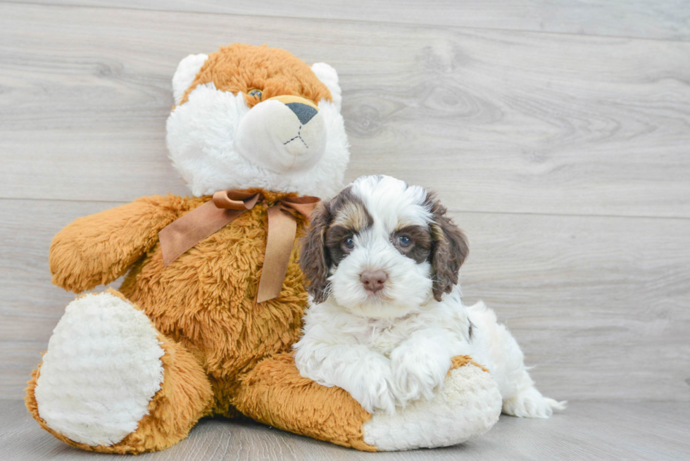 Cockapoo Puppy for Adoption