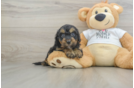 Happy Cockapoo Baby