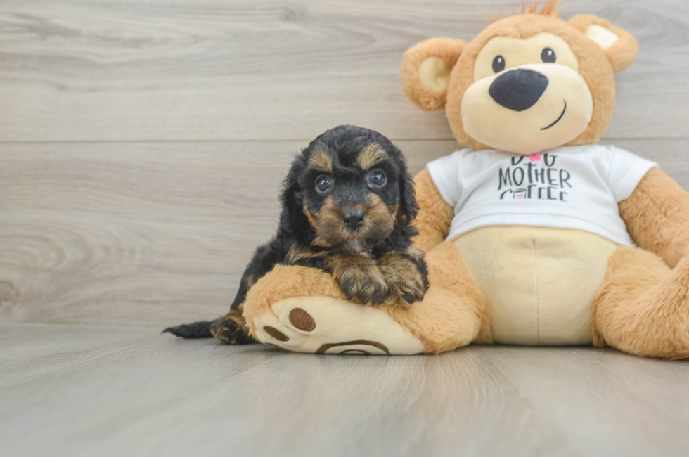 5 week old Cockapoo Puppy For Sale - Premier Pups