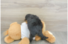 Best Cockapoo Baby