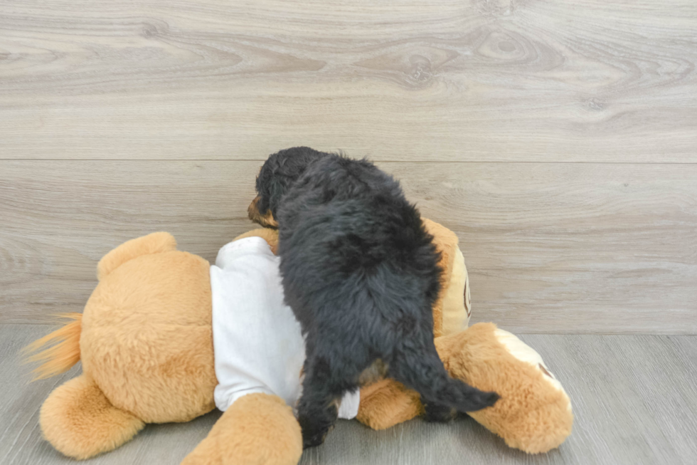 Best Cockapoo Baby