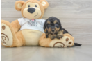 Cute Cockapoo Baby