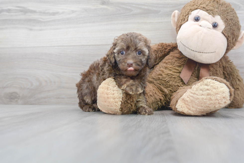 Best Cockapoo Baby