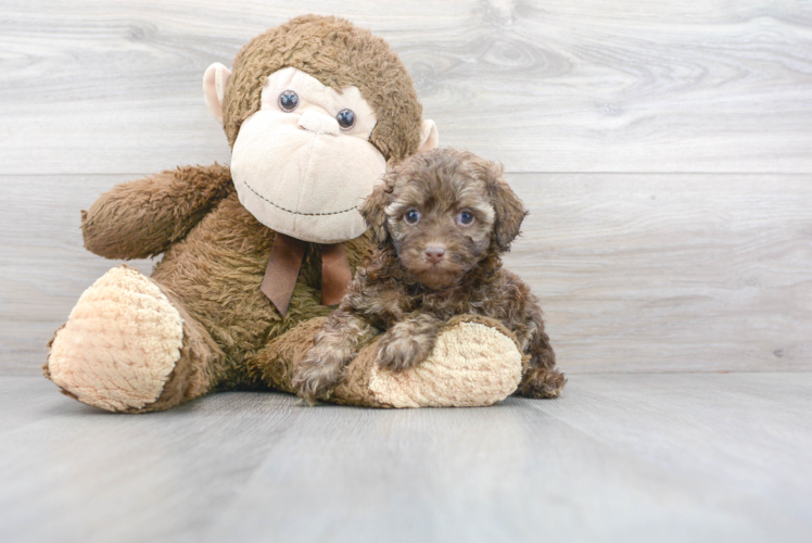 Fluffy Cockapoo Poodle Mix Pup