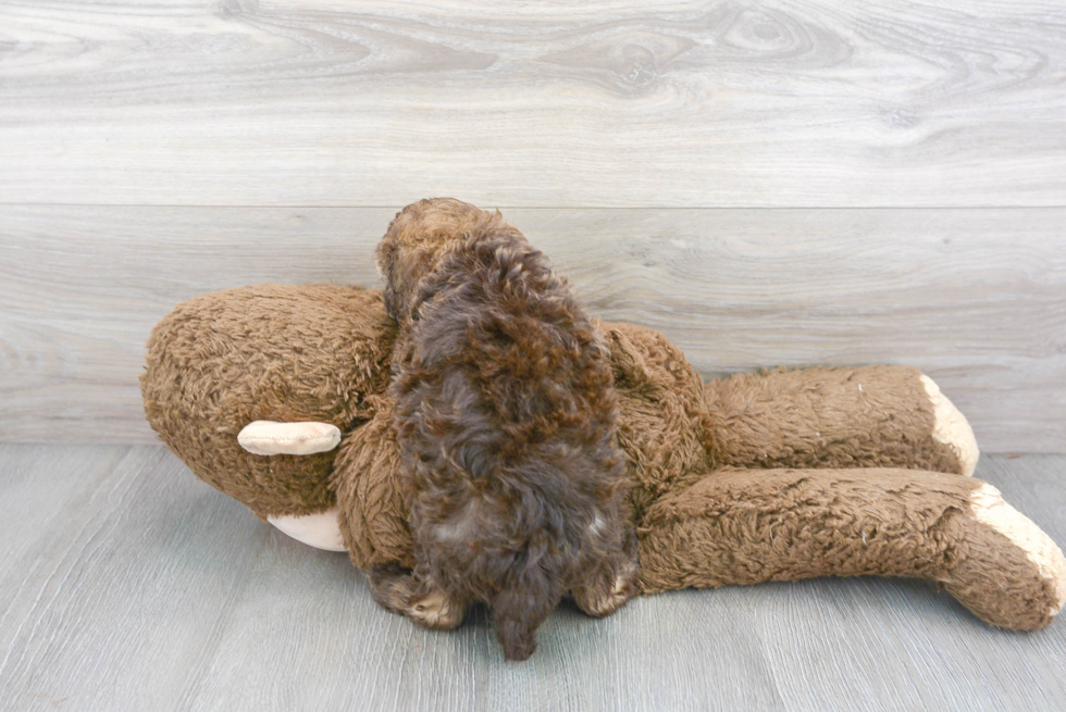 Popular Cockapoo Poodle Mix Pup