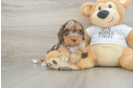 Cockapoo Puppy for Adoption