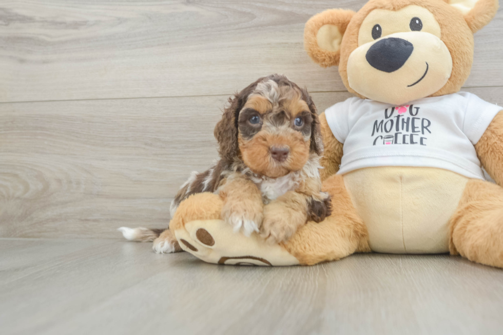 Cockapoo Puppy for Adoption