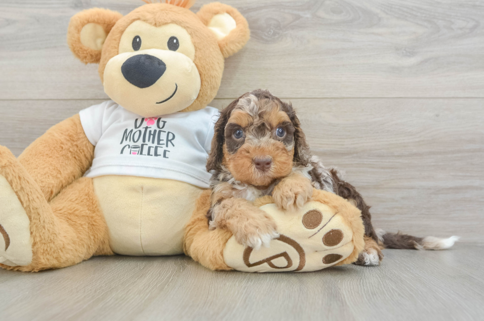 5 week old Cockapoo Puppy For Sale - Premier Pups