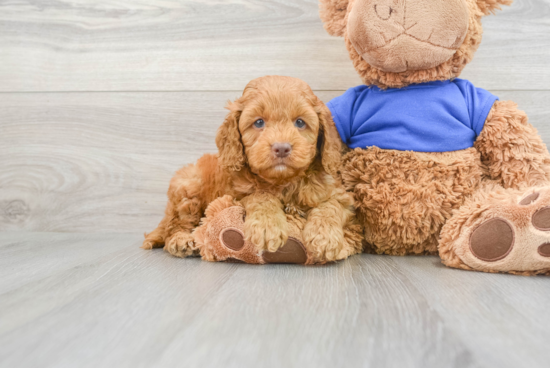 Adorable Cockerpoo Poodle Mix Puppy