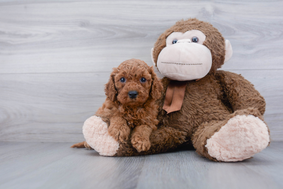 Small Cockapoo Baby