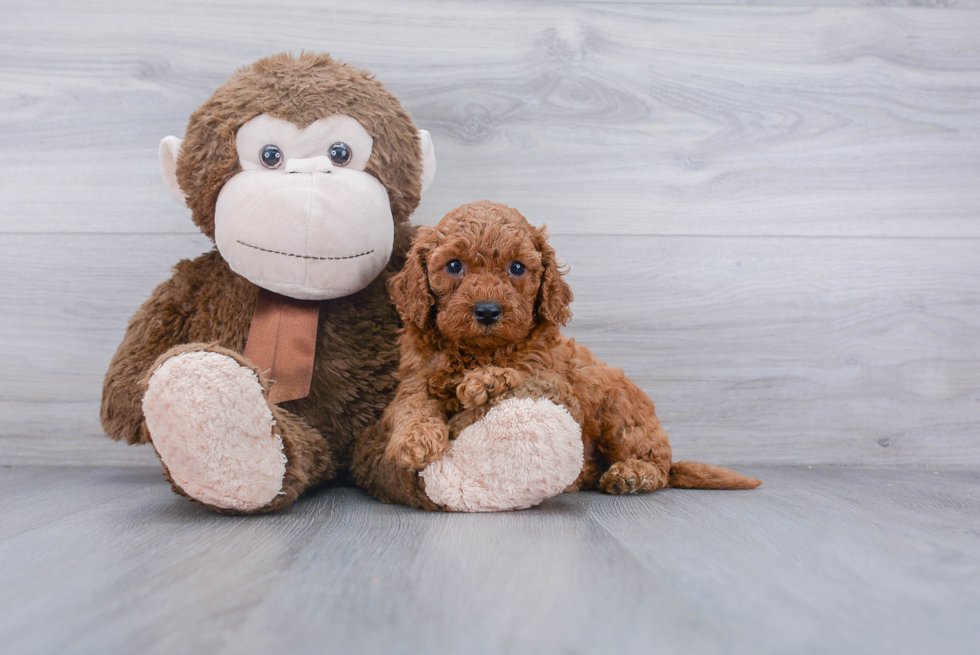 Sweet Cockapoo Baby