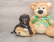 6 week old Cockapoo Puppy For Sale - Premier Pups