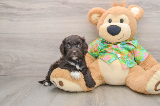Funny Cockapoo Poodle Mix Pup