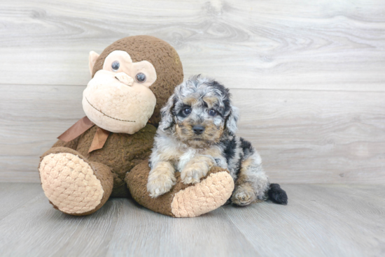 Petite Cockapoo Poodle Mix Pup