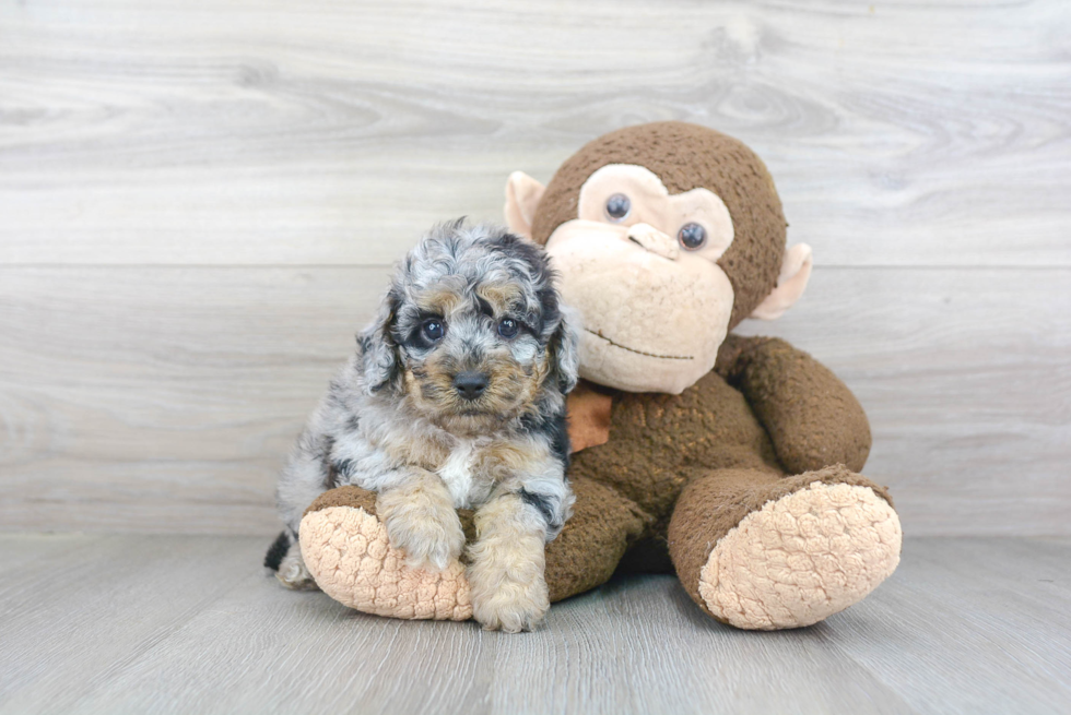 Cute Cockapoo Baby