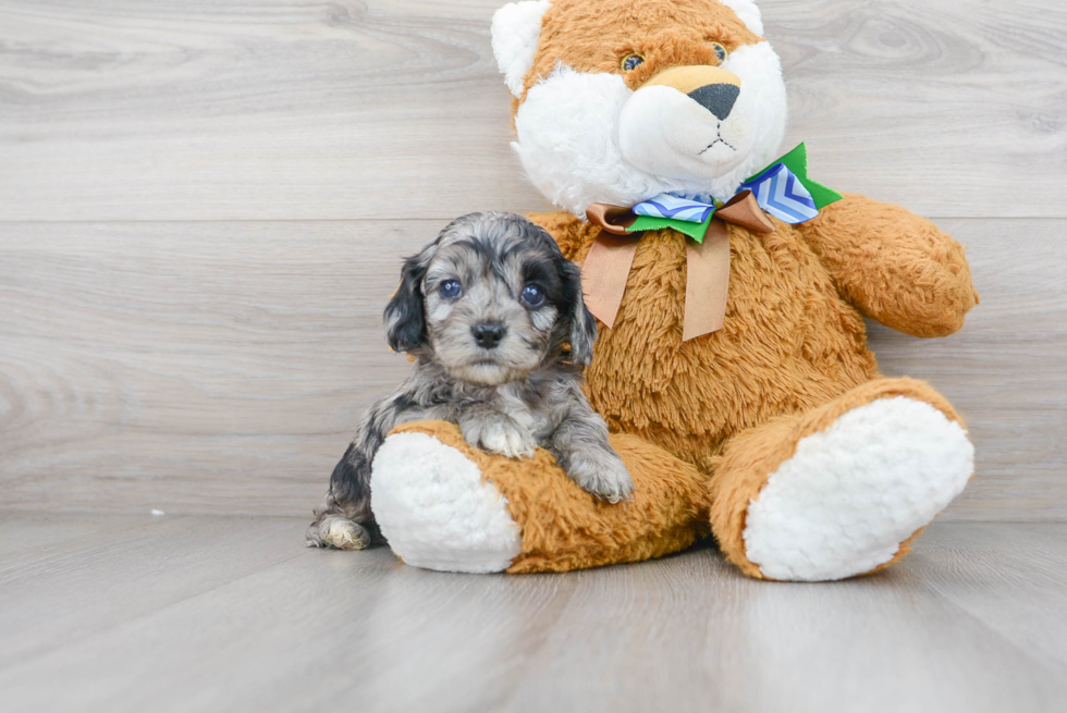 Cockapoo Puppy for Adoption