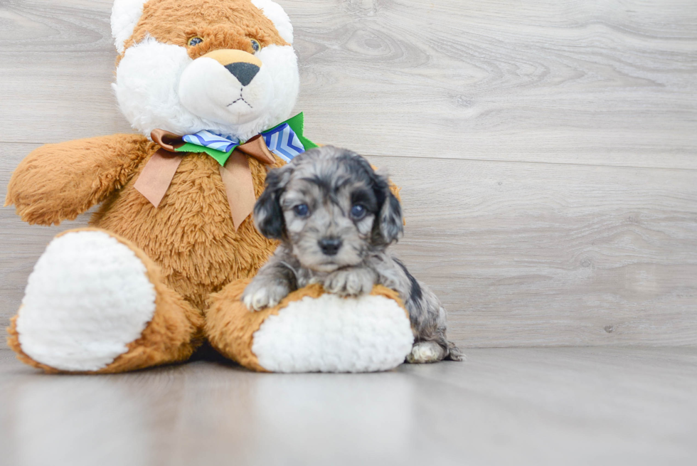 Small Cockapoo Baby