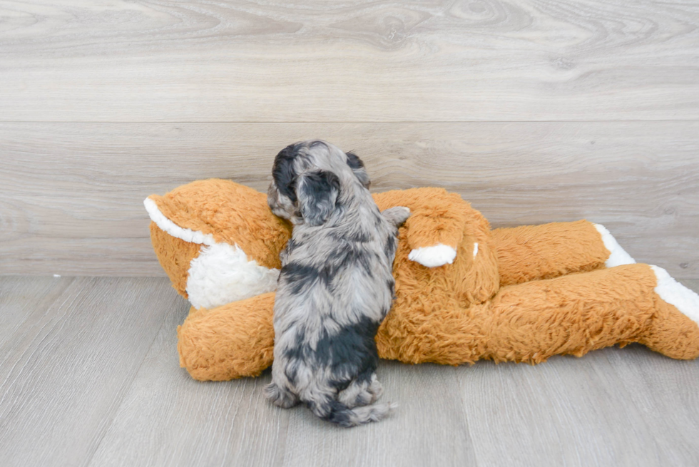 Energetic Cockerpoo Poodle Mix Puppy