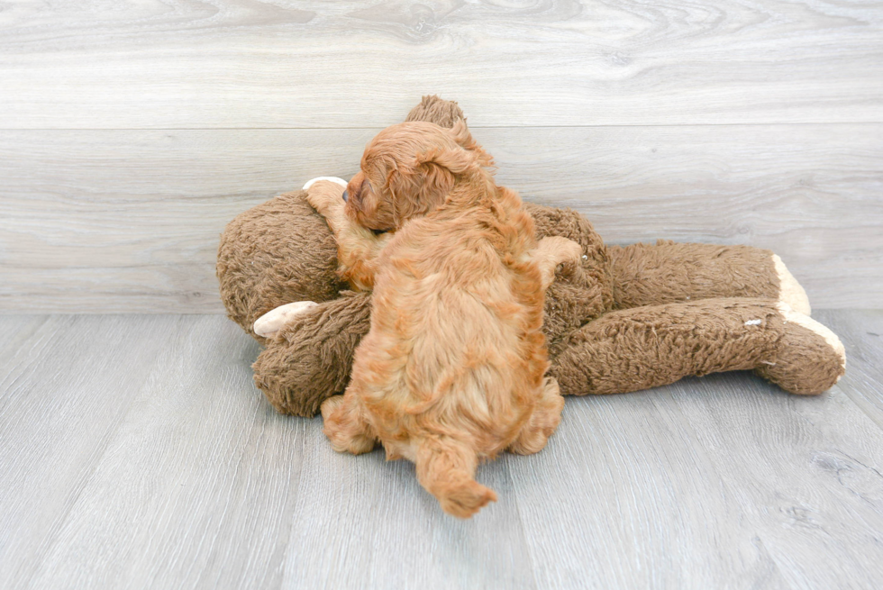 Best Cockapoo Baby