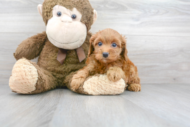 Playful Cockerpoo Poodle Mix Puppy