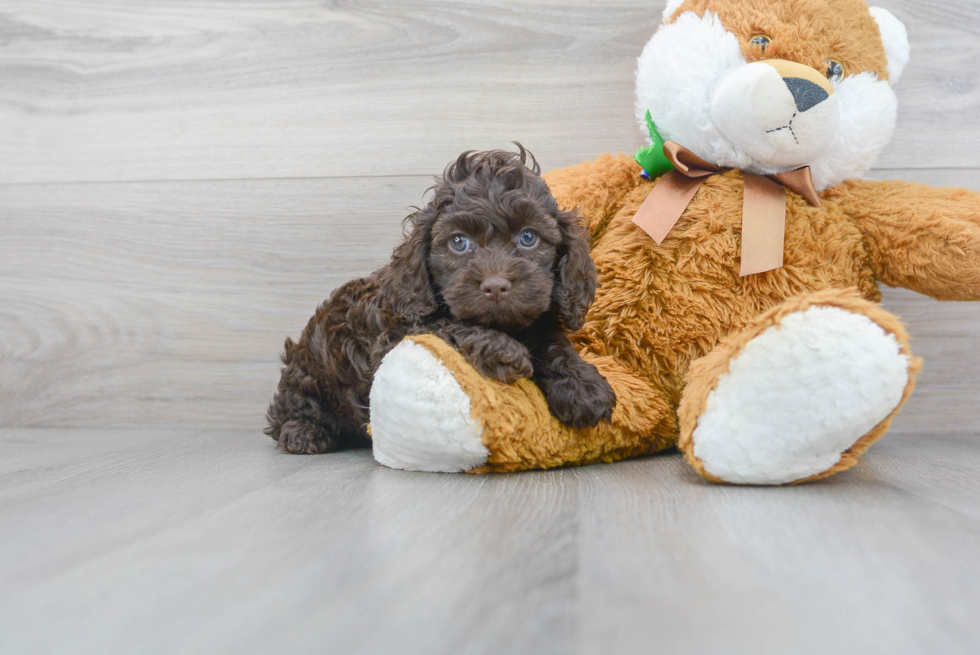 Adorable Cockerpoo Poodle Mix Puppy