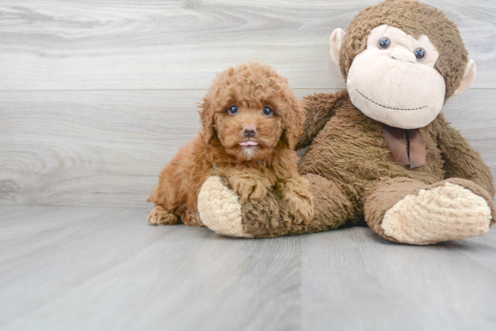 Best Cockapoo Baby