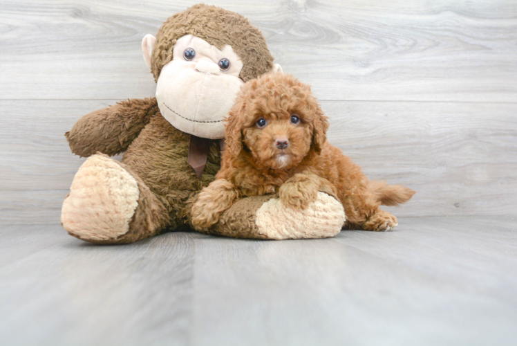 Adorable Cockerpoo Poodle Mix Puppy