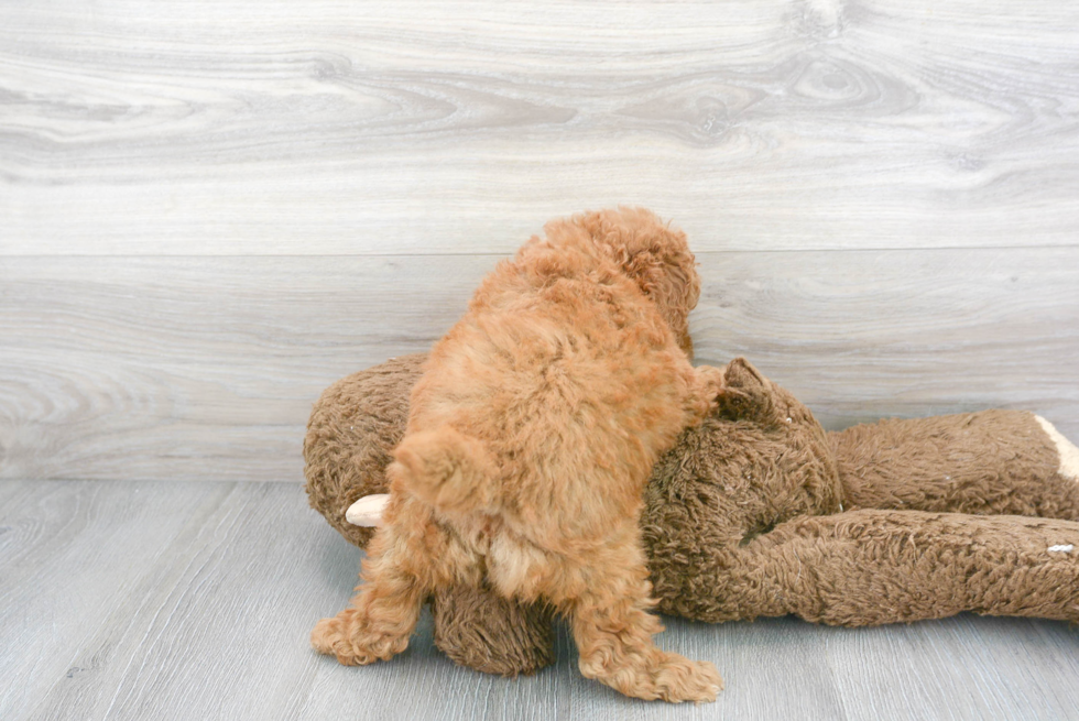 Sweet Cockapoo Baby